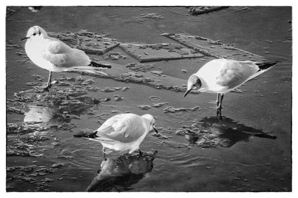 13 tres gaviotas